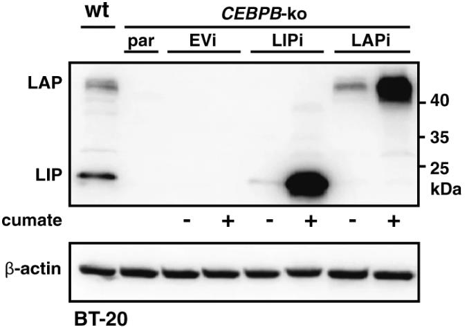 CEBPB-2.jpg