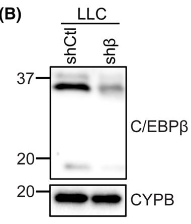 CEBPB-3.jpg