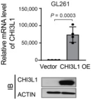 CHI3L1-5.jpg