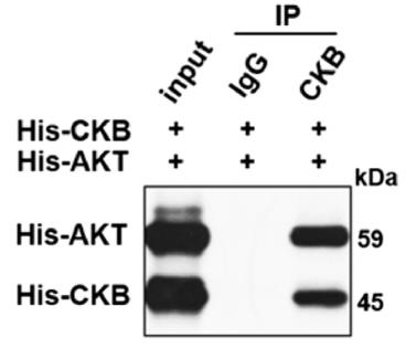 CKB-1.jpg