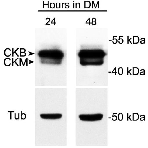 CKB-4.jpg