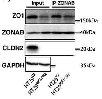 CLDN2-2.jpg