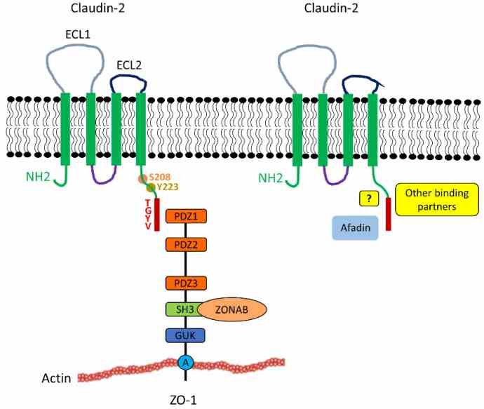 CLDN2-7.jpg