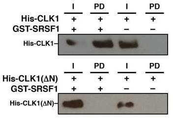 CLK1-3.jpg