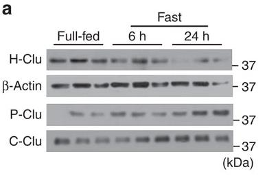 CLU-4.jpg