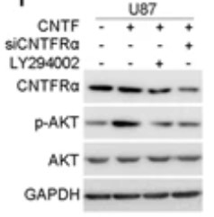 CNTF-4.jpg