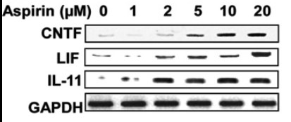 CNTF-5.jpg