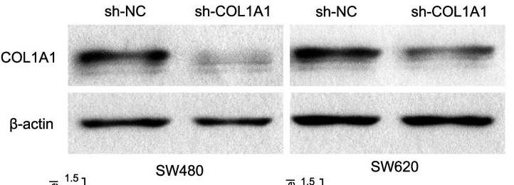 COL1A1-1206H-3.jpg