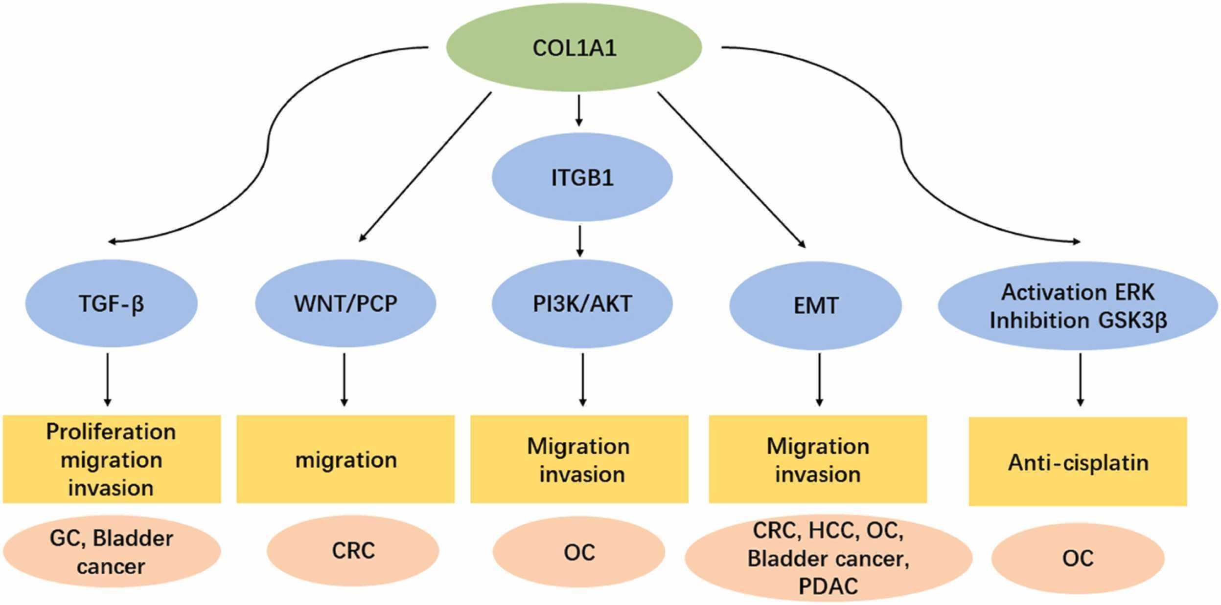 COL1A1-1206H-5.jpg