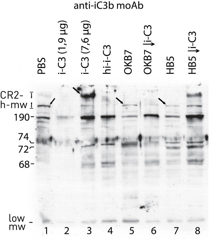 CR2-1.jpg
