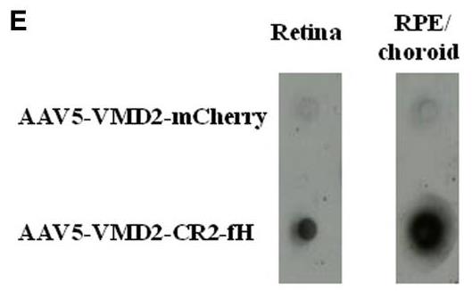 CR2-3.jpg