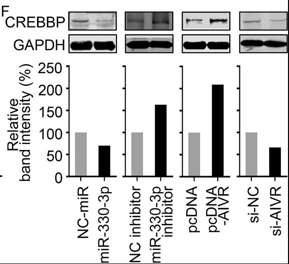 CREBBP-1.jpg