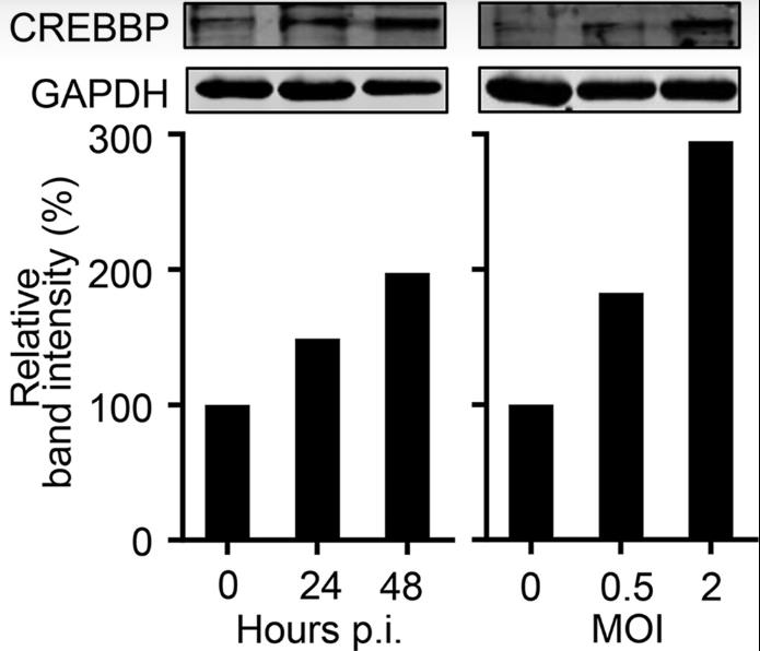 CREBBP-2.jpg