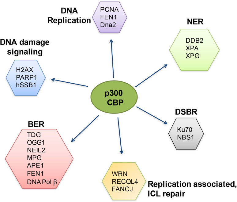 CREBBP-7.jpg