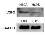 CSF2-3.jpg