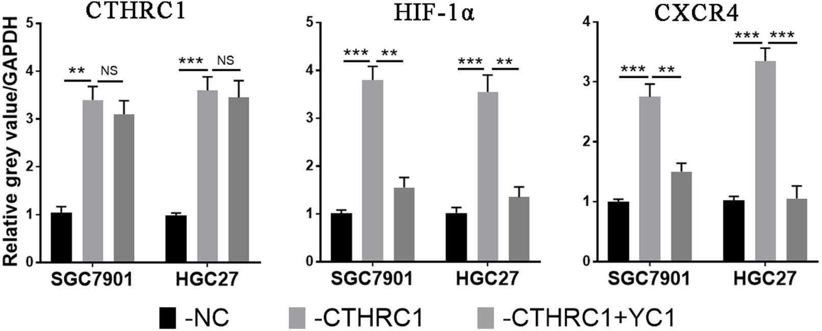 CTHRC1-5254H-2.jpg