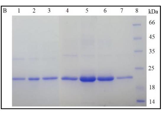 CTLA4-1.jpg