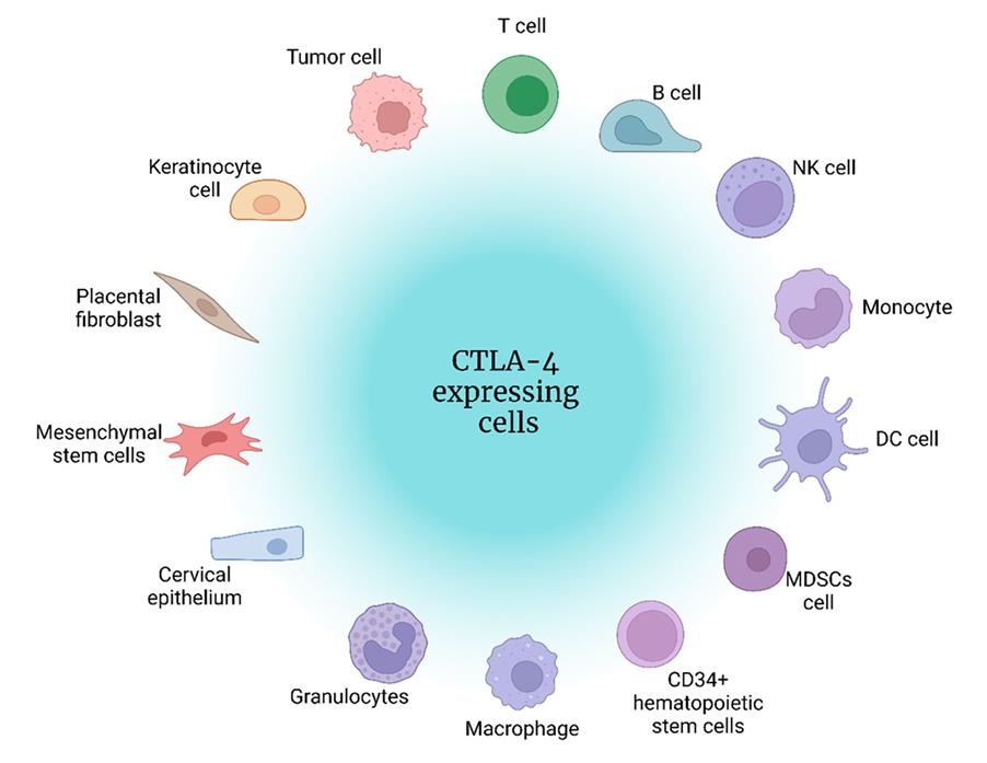 CTLA4-7.jpg