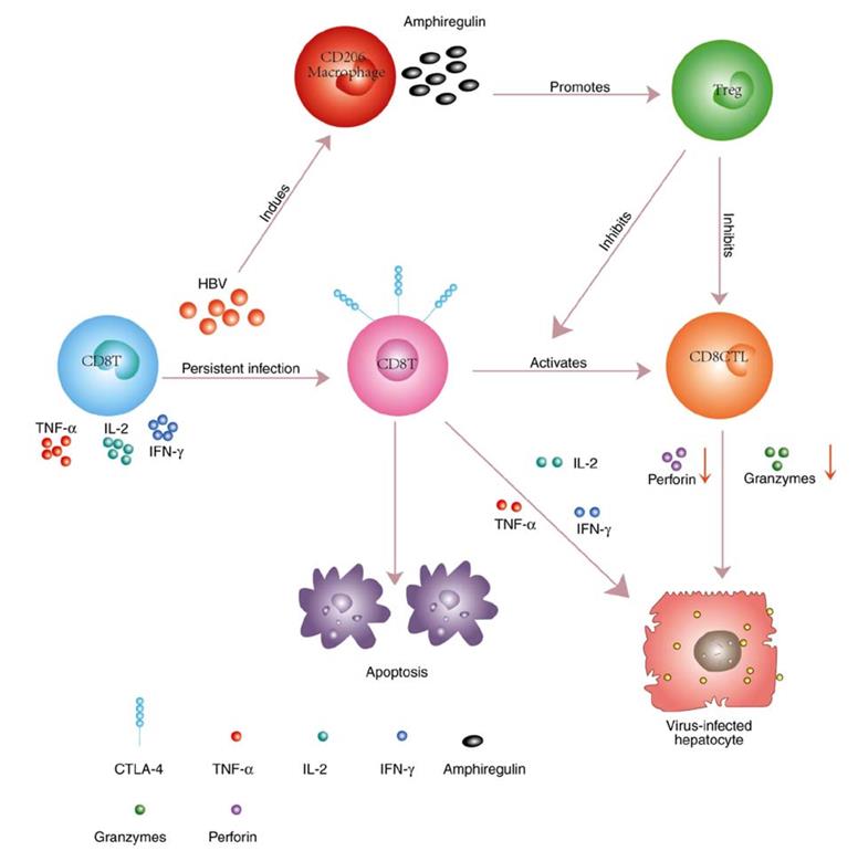 CTLA4-8.jpg