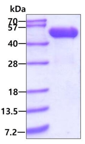 CTSD-1.jpg