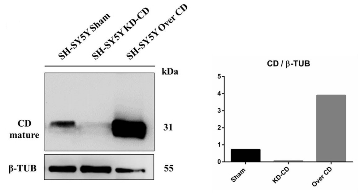 CTSD-3.jpg