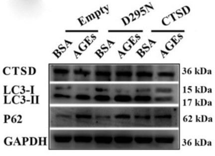 CTSD-6.jpg