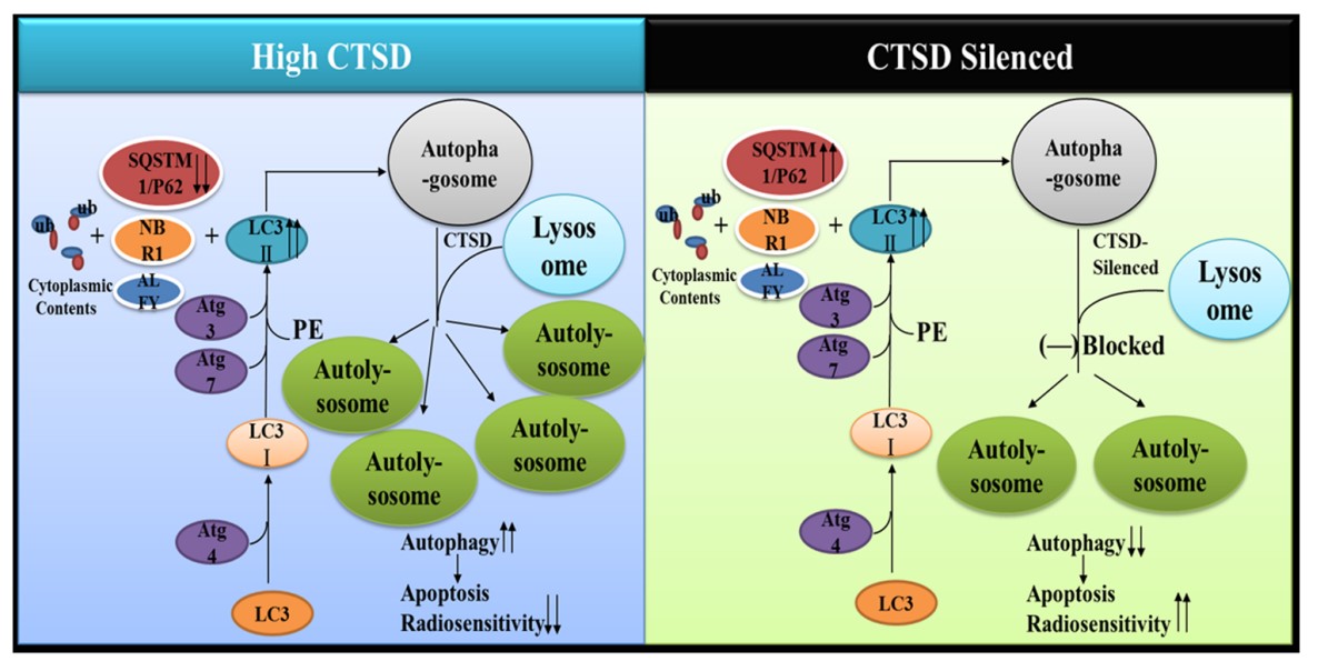 CTSD-7.jpg