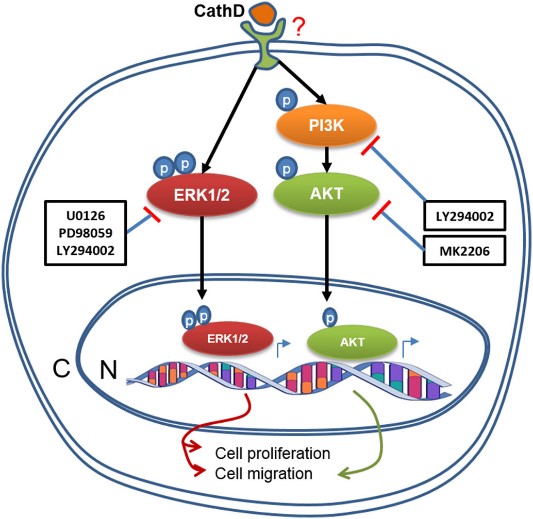 CTSD-8.jpg