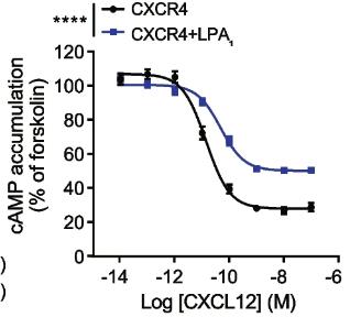 CXCL12-1.jpg