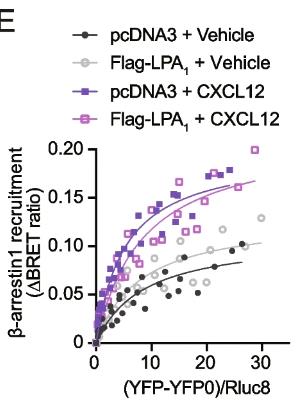 CXCL12-2.jpg