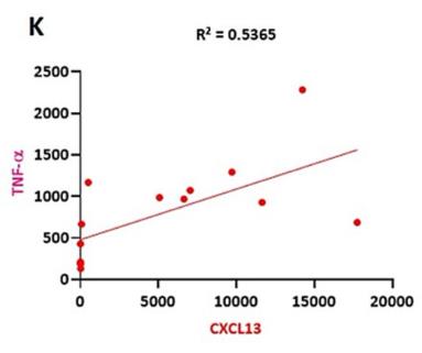 CXCL13-1.jpg
