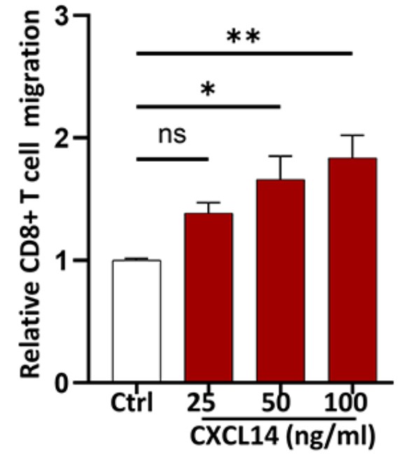 CXCL14-6.jpg