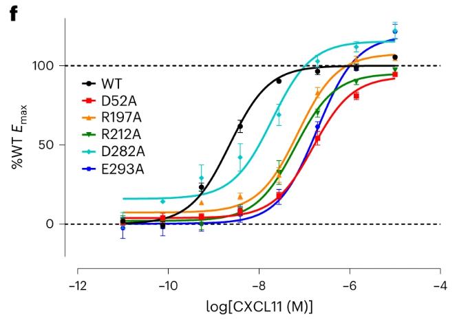 CXCR3-1.jpg