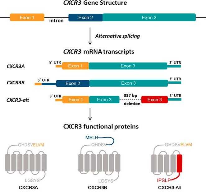 CXCR3-7.jpg