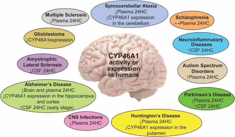 CYP46A1-7.jpg