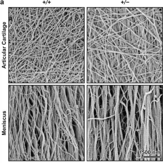 Collagen-2330H-1.jpg