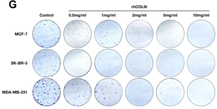 Collagen-2330H-3.jpg