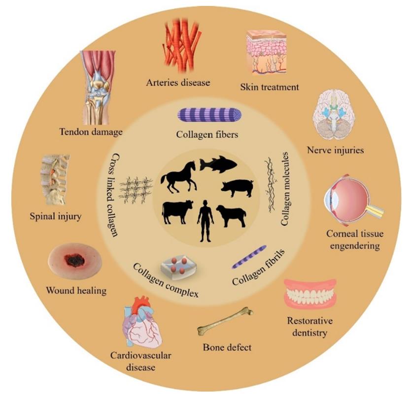 Collagen-2330H-5.jpg