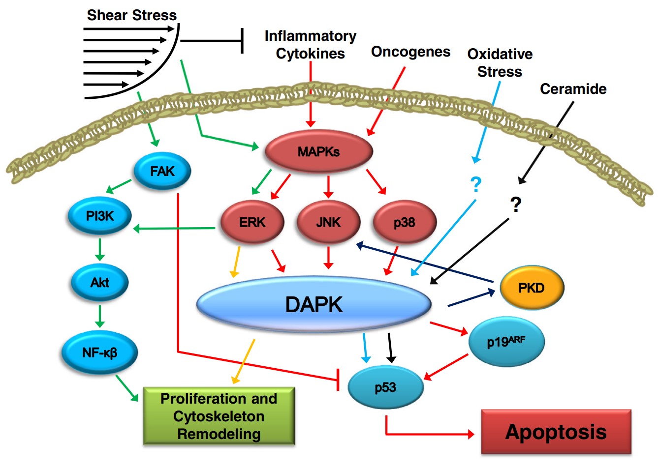 DAPK1-7.jpg