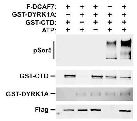 DCAF7-3.jpg