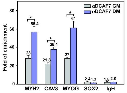 DCAF7-4.jpg