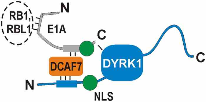 DCAF7-7.jpg