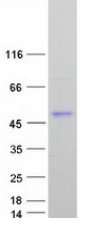 DCN-2.jpg