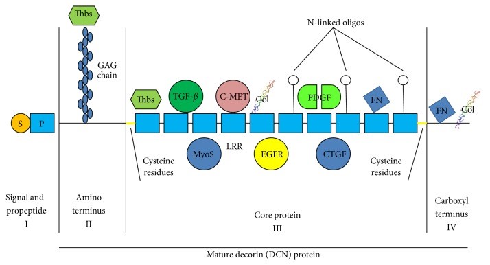 DCN-8.jpg