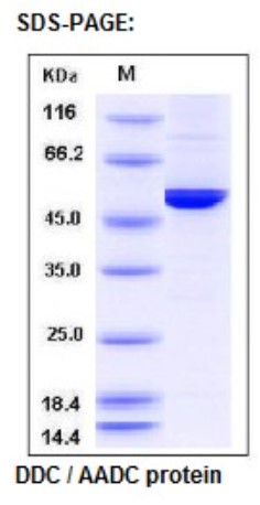 DDC-2.jpg