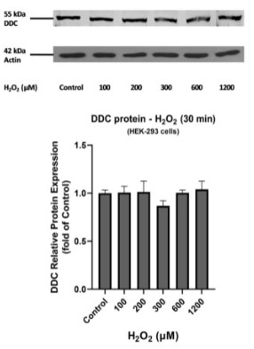 DDC-3.jpg