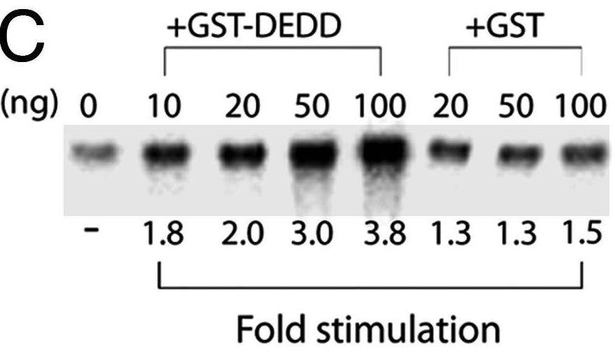 DEDD-1225R-4.jpg