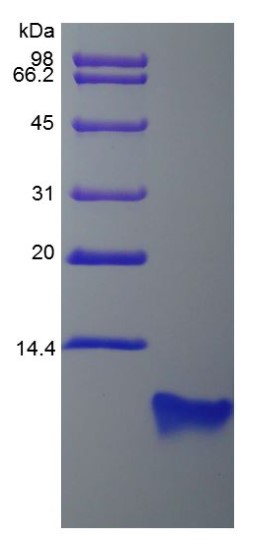 DEFB4-2.jpg