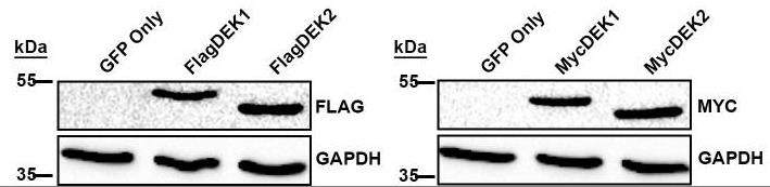 DEK-1.jpg