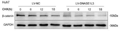 DNASE1L3-4.jpg